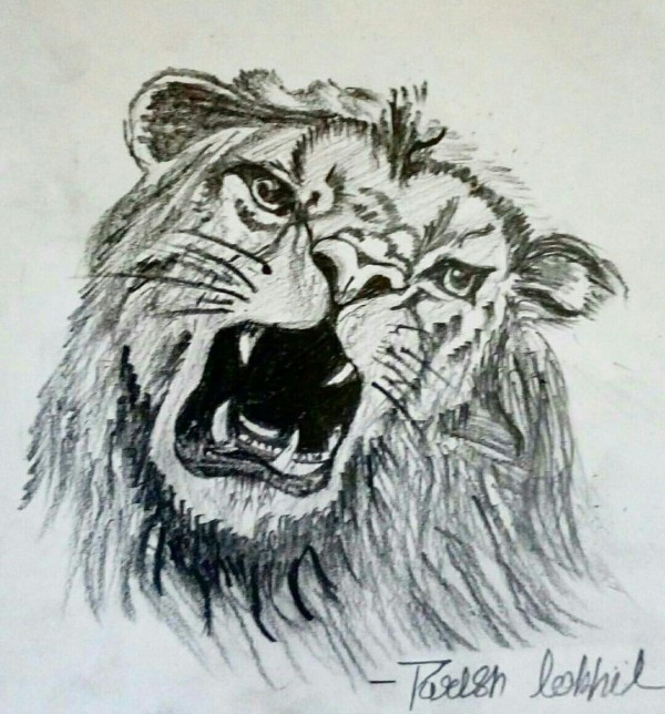 Pencil Sketch of A Hungry Lion | DesiPainters.com