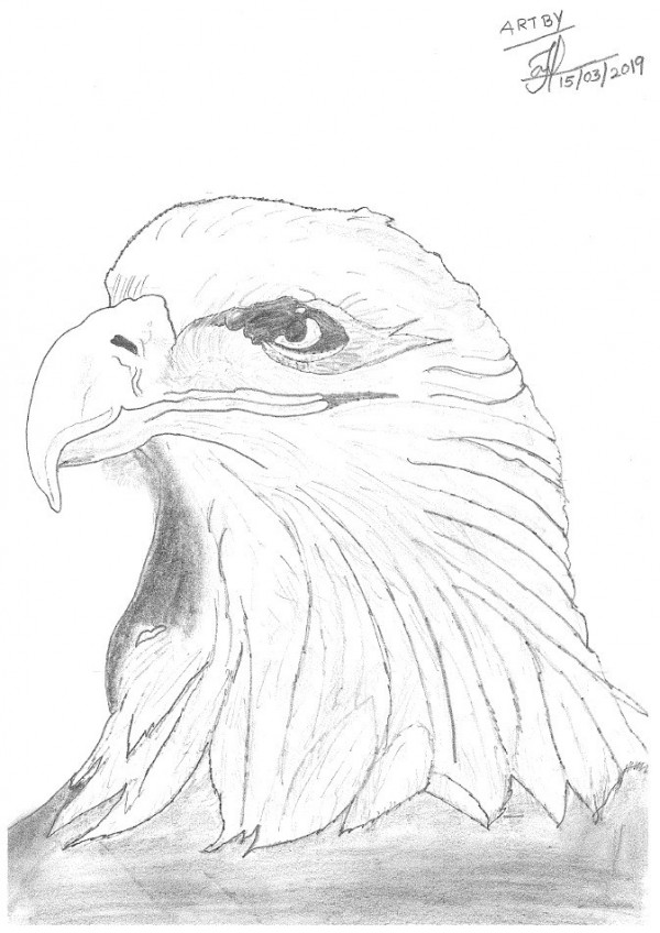 Fantastic Of Pencil Sketch Eagle | DesiPainters.com