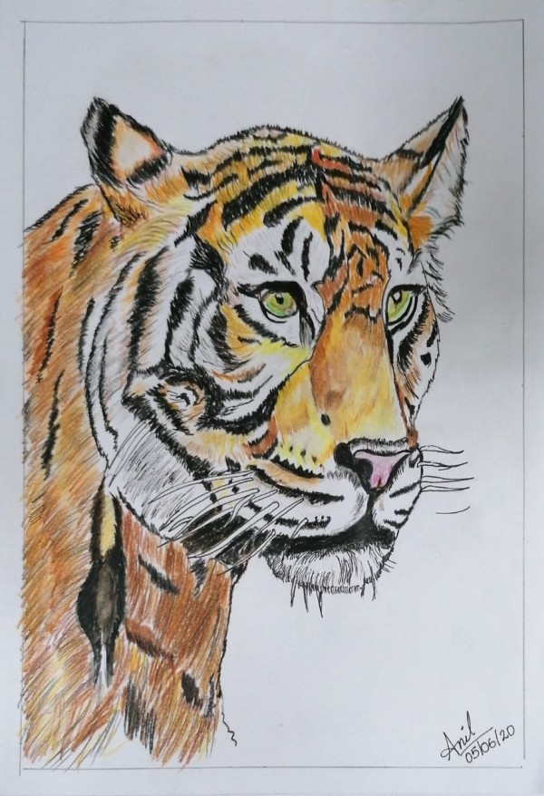 Colour pencil sketch of Tiger